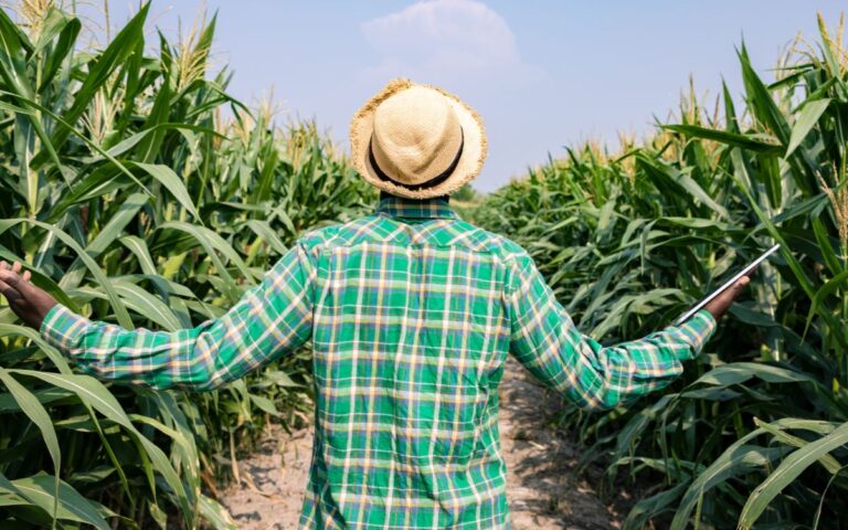Man in a cultivated field