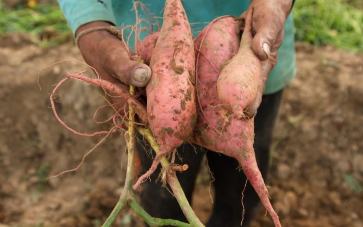 Sweet potato business in Ghana Cover