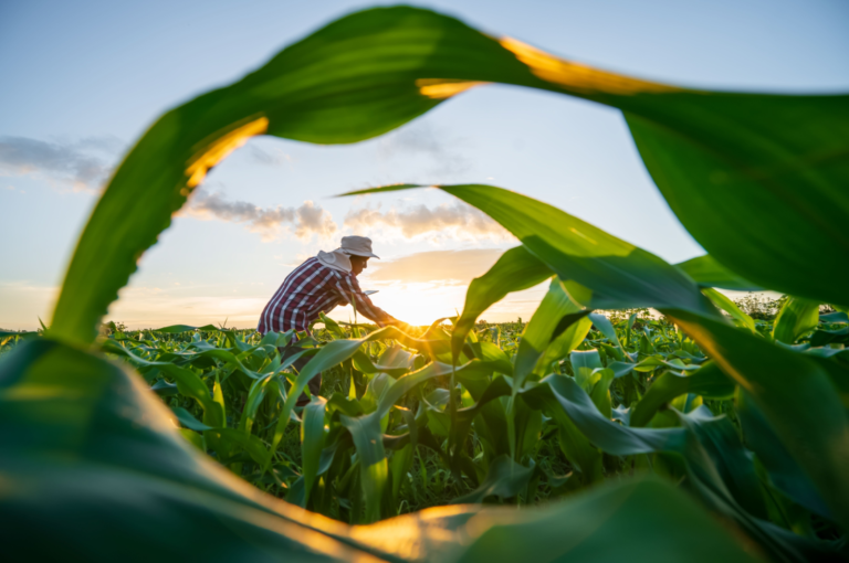The Kofi Annan Commission on Food Security