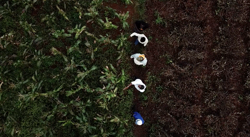 A group of people standing in a forest