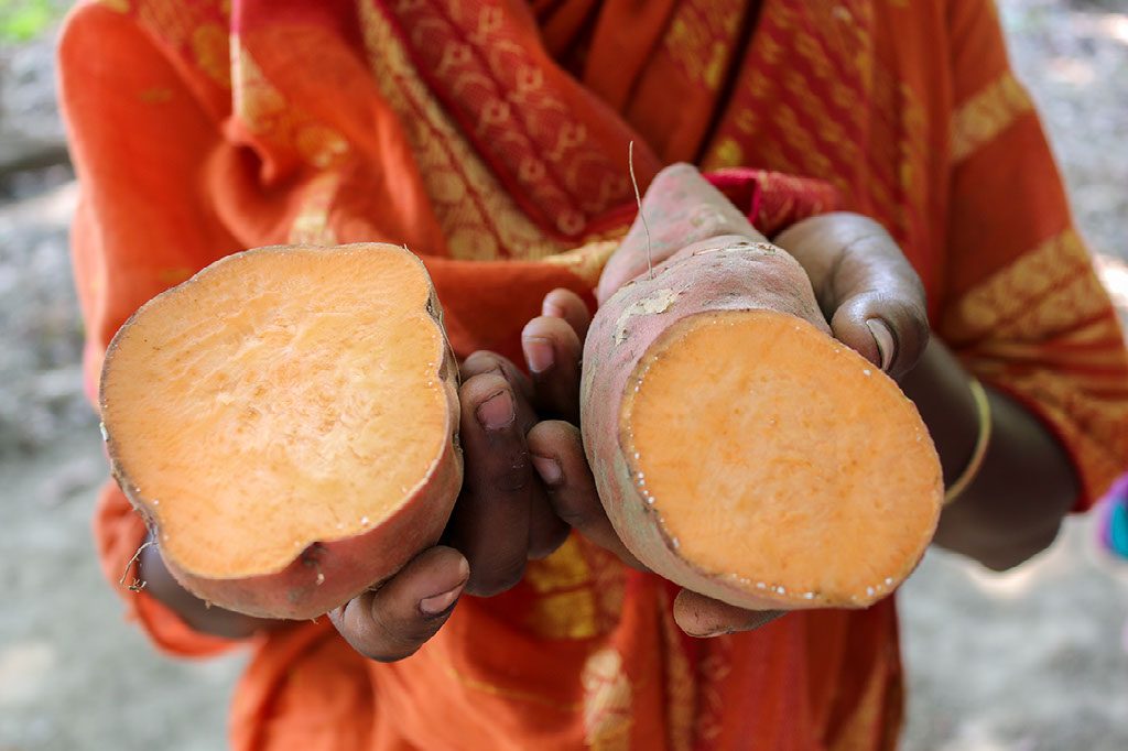 Sweet potato in hands. Photo credit: International Potato Center/ Sara Fajardo.