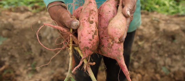 Farmer holding sweet potato
